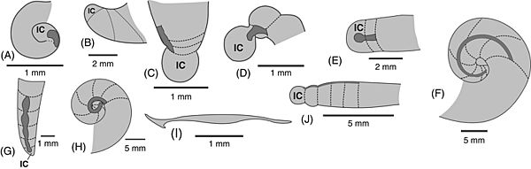 Cephalopod embryonic shells