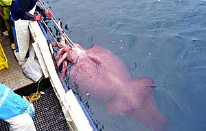 This specimen, caught in early 2007, is the largest cephalopod ever recorded. Here it is shown in its live state during capture, with the delicate red skin still intact and the mantle characteristically inflated