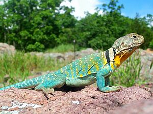 Common Collared Lizard