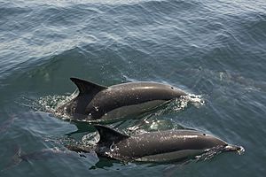 Common Dolphins in Gibraltar Bay