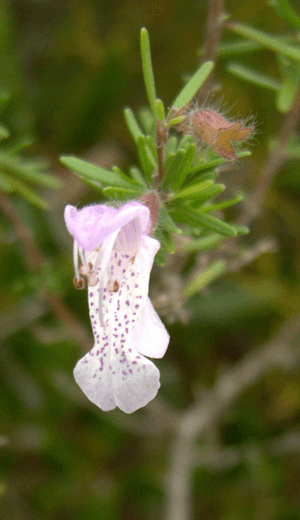 Conradina grandiflora.png