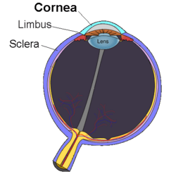 Cornea.png