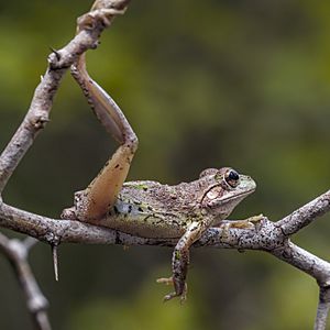 Cuban tree frog Facts for Kids