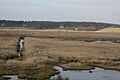 Dingle Marshes - geograph.org.uk - 1102940
