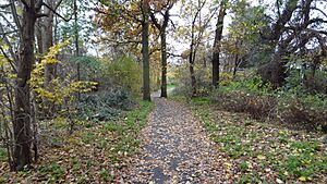 Downham Woodland Walk 2