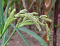 Echinochloa crus-galli 2006.08.27 15.00.29-p8270054