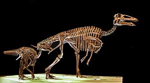 Edmontosaurus annectens HMNS