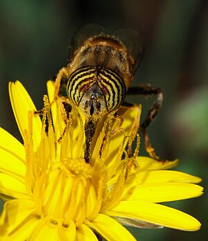 Eristalinus October 2007-6