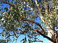 Eucalyptus conica upper bark