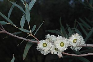 Eucalyptus deuaensis flowers