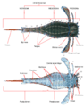 Eurypterus anatomy