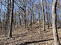 Fort Hill Earthworks looking up