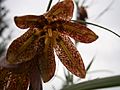 Fritillaria nigra inside flower