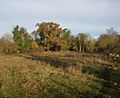 Fulbourn Fen Nature Reserve - geograph.org.uk - 1046532