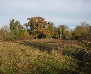 Fulbourn Fen Nature Reserve - geograph.org.uk - 1046532