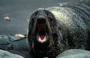 Fur Seal, Alaska Maritime National Wildlife Refuge