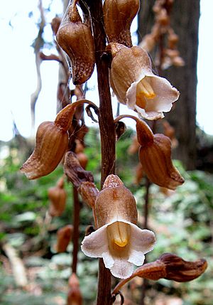 Gastrodia procera (Tall Potato-orchid) (24971475576) - cropped 1.jpg