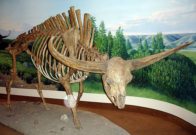 Giant bison