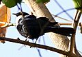 Grafisia Torquata (White-collared Starling) (cropped)