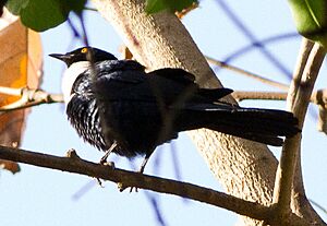 Grafisia Torquata (White-collared Starling) (cropped).jpg