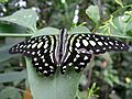 Graphium agamemnon 2007-09-01 436