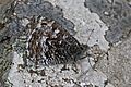 Grayling (Hipparchia semele atlantica)