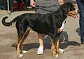 Greater Swiss Mountain Dog 2018 (2)