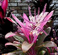 Hawaiian Ti Plant -- Cordyline fruticosa
