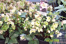 Helleborus1ra