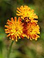 Hieracium aurantiacum LC0106