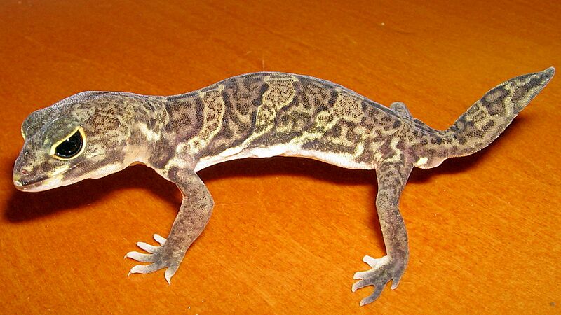Holodactylus africanus