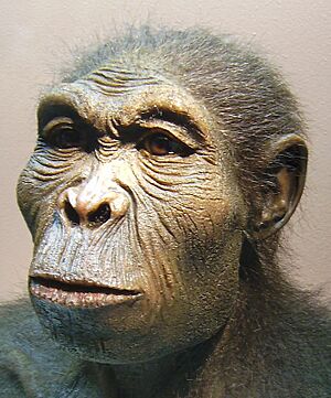 Homo habilis-2