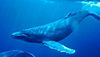 Humpback Whale underwater shot
