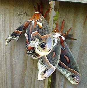 Hyalophora-cecropia-mating