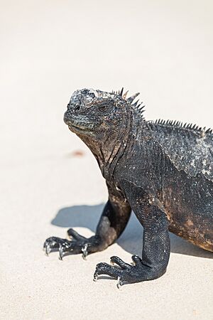 Iguana marina (Amblyrhynchus cristatus), Las Bachas, isla Santa Cruz, islas Galápagos, Ecuador, 2015-07-23, DD 27