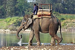 Indian-Elephant-444