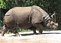 Indian Rhino 001