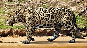 Jagwar (cropped).jpg