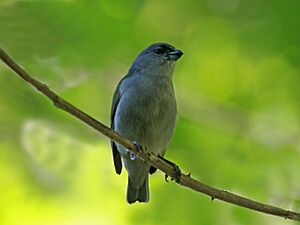 Jamaican Euphonia RWD