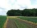 Kings wood - geograph.org.uk - 832117