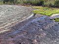 Ku-Ring-Gai Chase National Park 20 metre long petroglyph