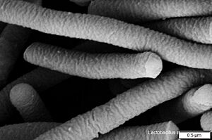 Lactobacillus acidophilus SEM