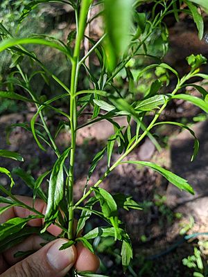 Lepidium virginicum leaves