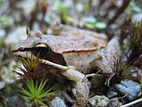 Lithobates sylvaticus (wood frog).jpg