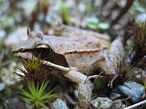 Lithobates sylvaticus (wood frog)