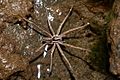 Male Nursery Web Spider