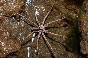 Male Nursery Web Spider