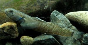 Bluegill bully Facts for Kids