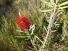 Melaleuca glauca (leaves, flowers, fruits)
