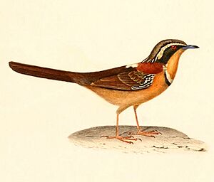 Melanopareia torquata 1847